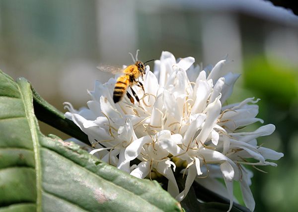 ong lấy phấn hoa cà phê