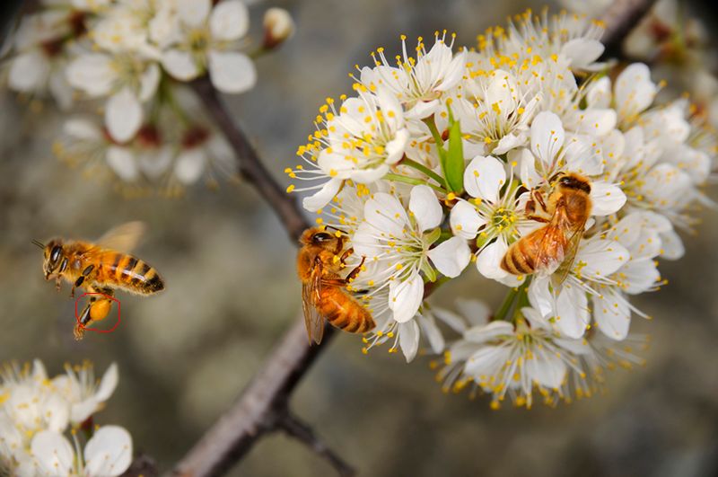 ong thu hoạch phấn hoa