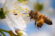 các loại phấn hoa ong