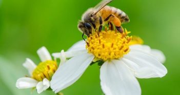 ong khai thác mật hoa xuyến chi