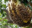 Tổ ong rừng Tây Nguyên