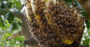 Tổ ong rừng Tây Nguyên