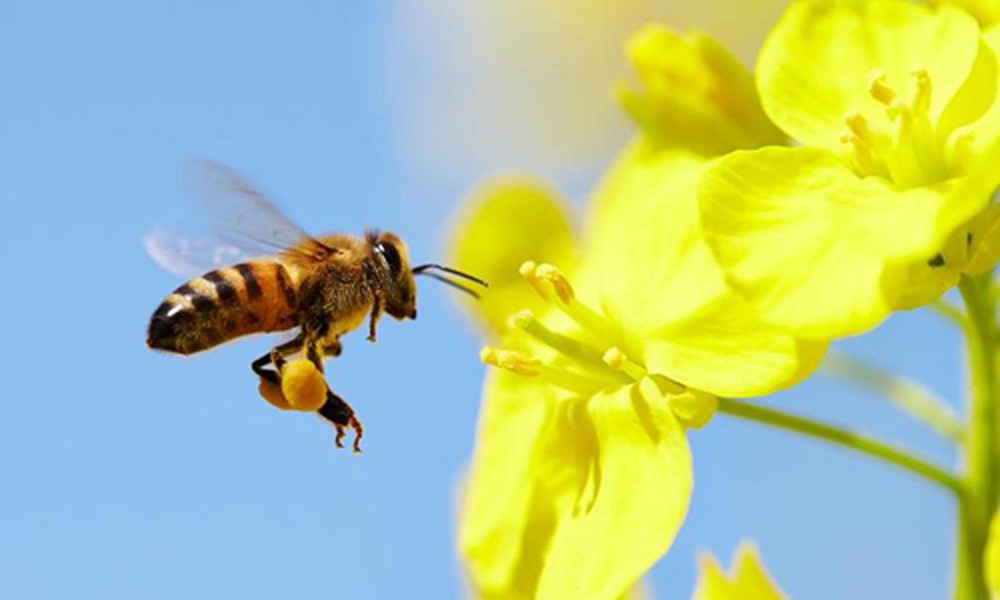 Mùi vị của phấn hoa ong